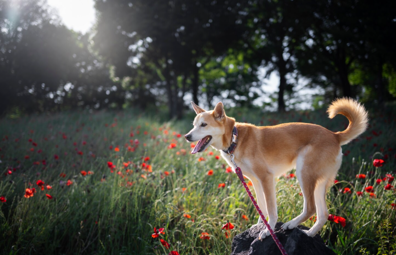 Obésité chez le chien et le chat