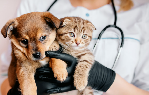 Vaccins chez le chien et le chat