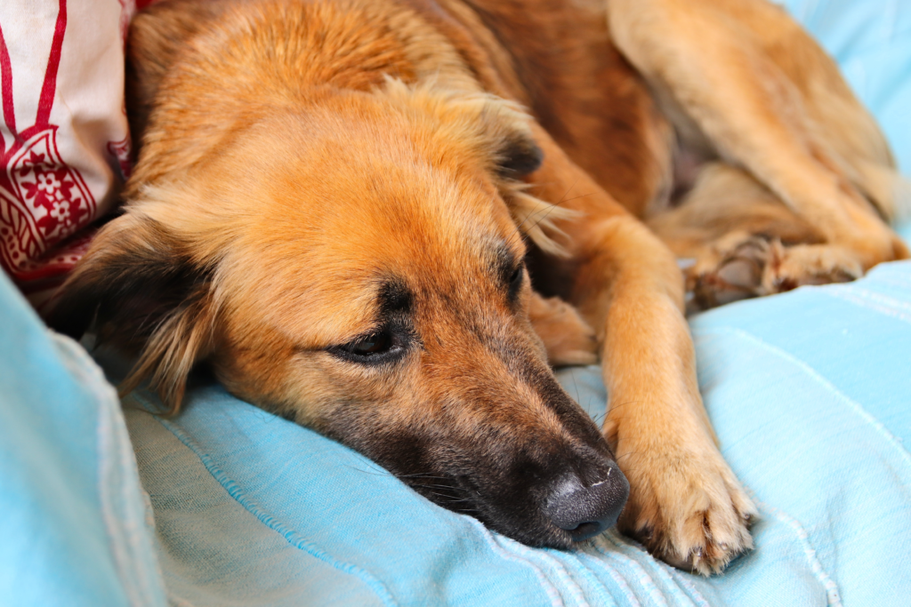 chien marron à oreilles tombantes dort paisiblement sur une couverture bleue.
